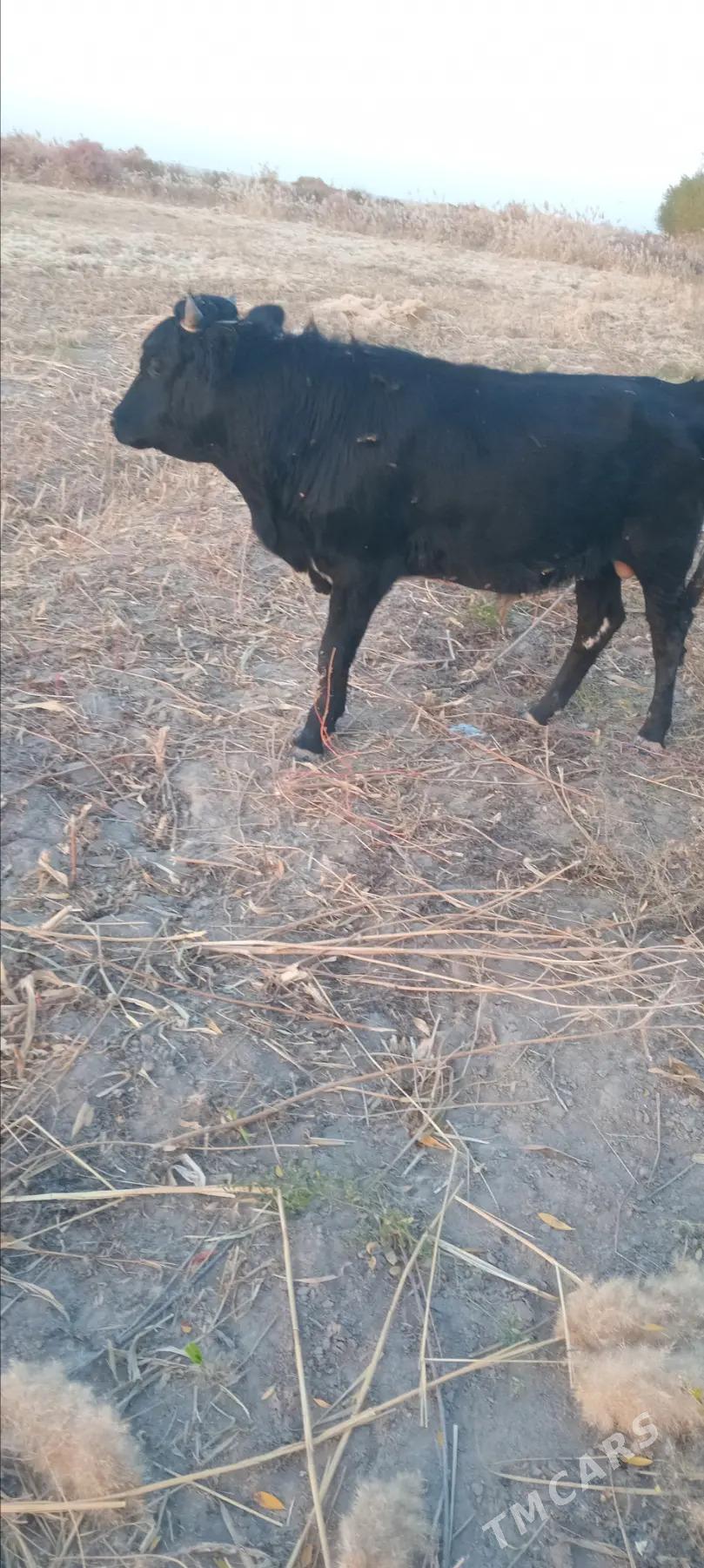 sygyr okiz - етр. Туркменбаши - img 2