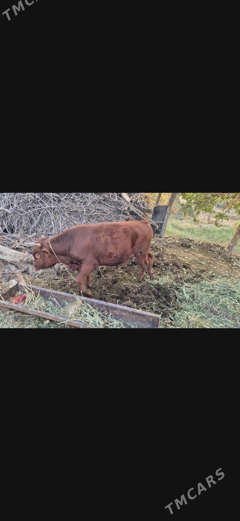 Okuz - Бахарден - img 1