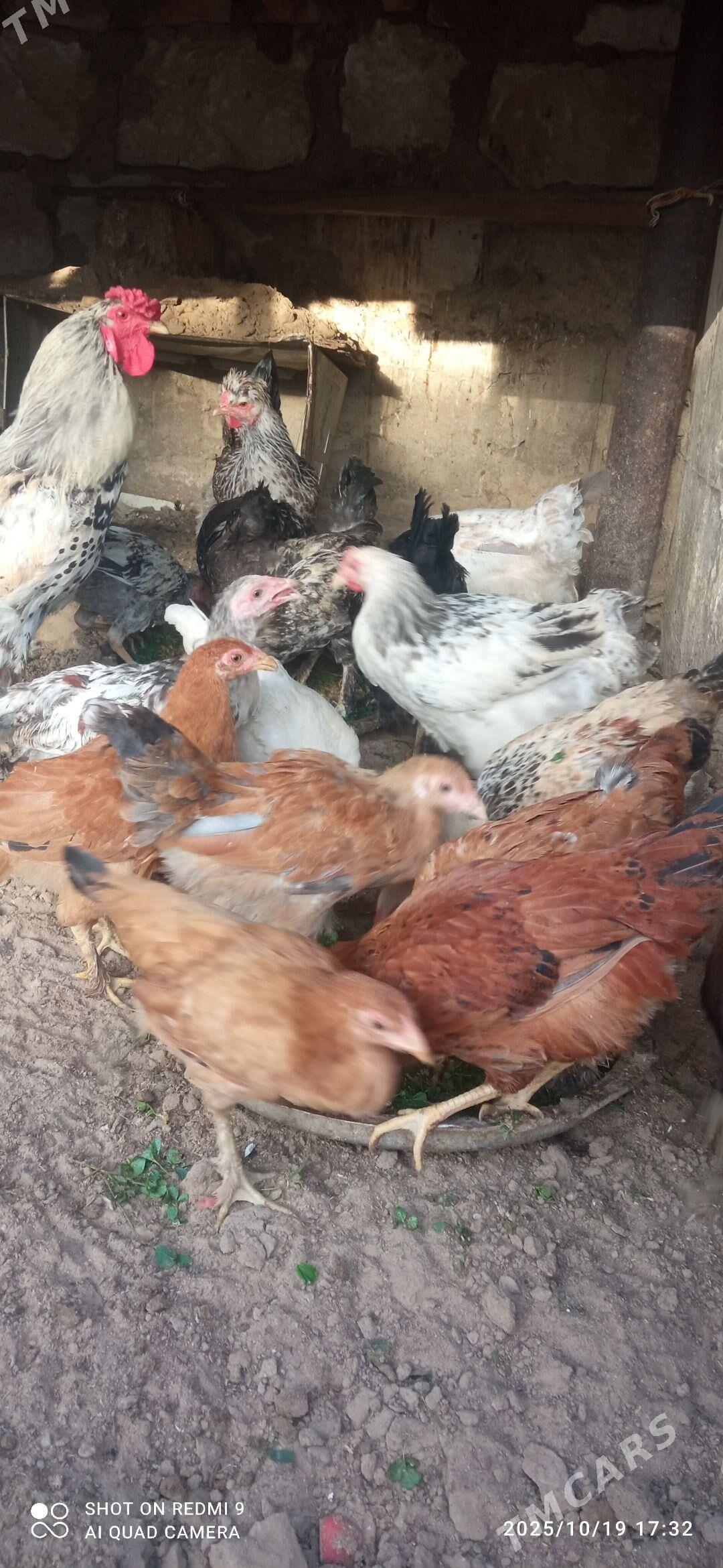 Horaz, Jüŷje - Jebel - img 3