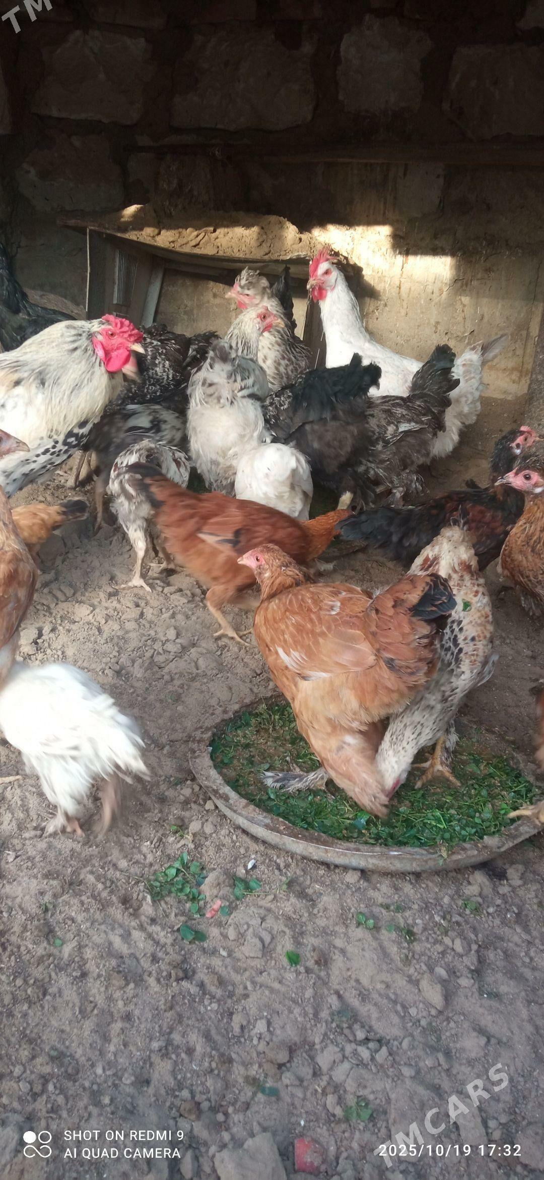 Horaz, Jüŷje - Jebel - img 5