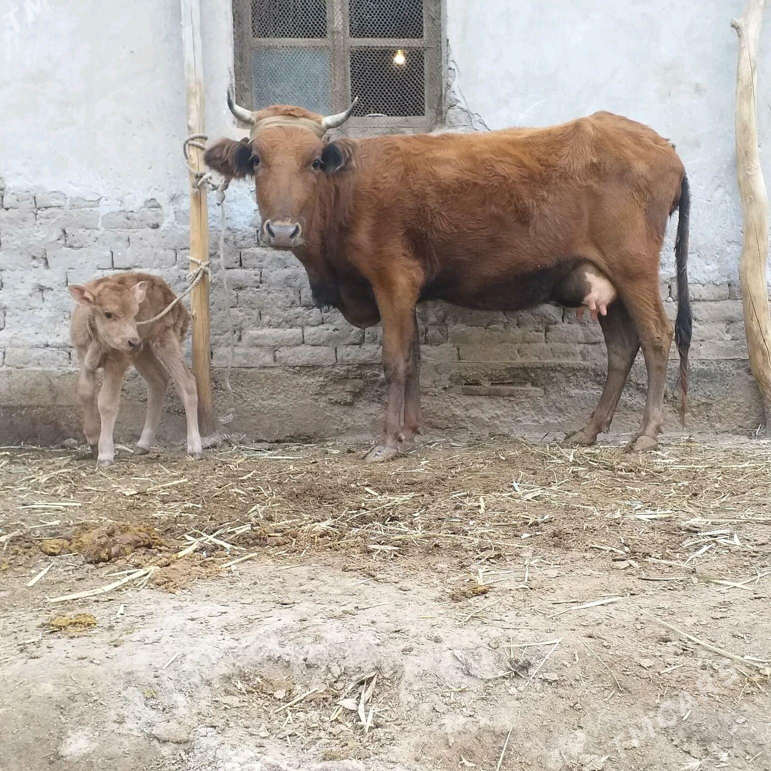 GÖLELI SYGYR PARODA MAL - Кёнеургенч - img 4