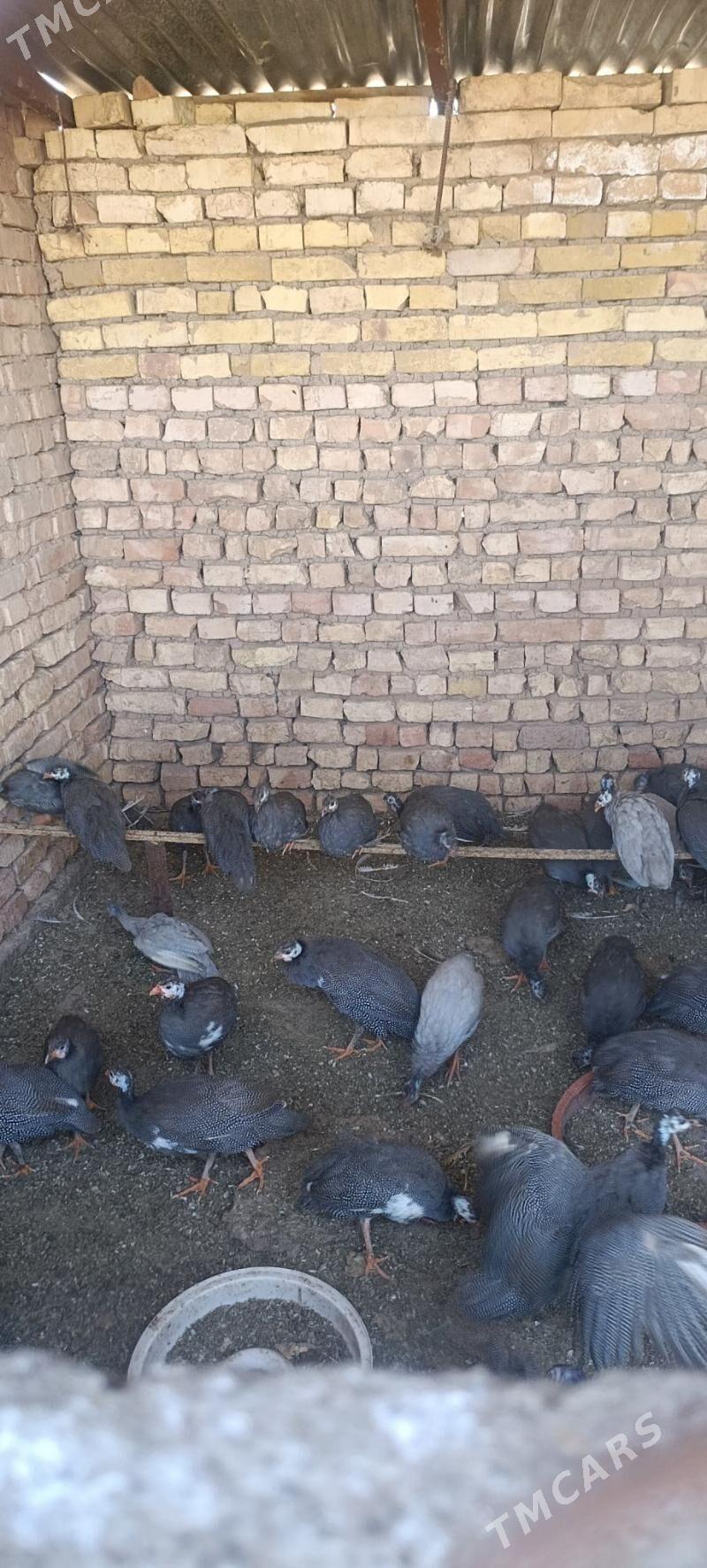 kakilik - Серахс - img 1