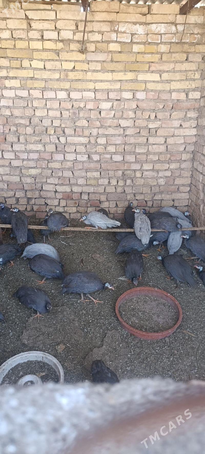 kakilik - Серахс - img 2