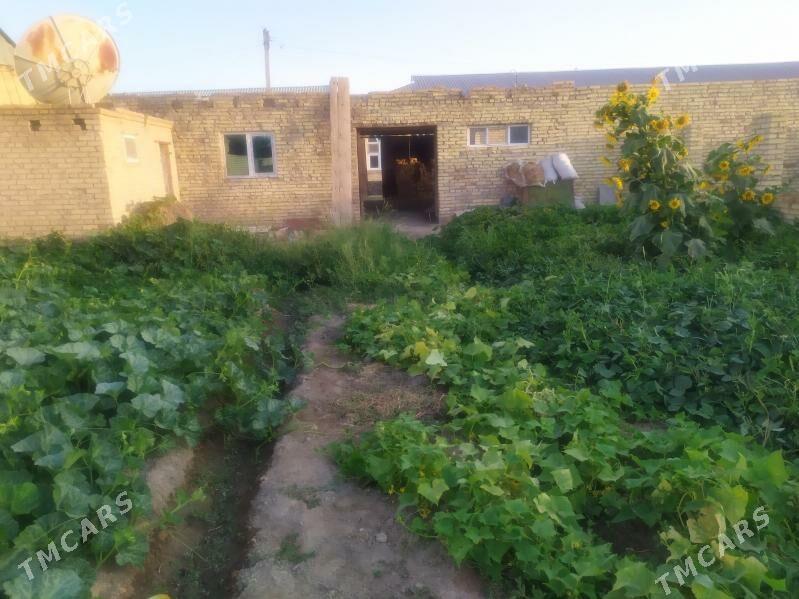 Daca - Сейди - img 7