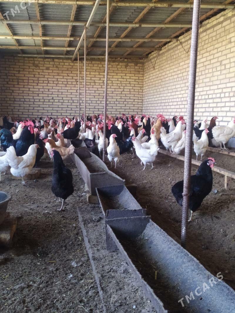 Daca - Сейди - img 3