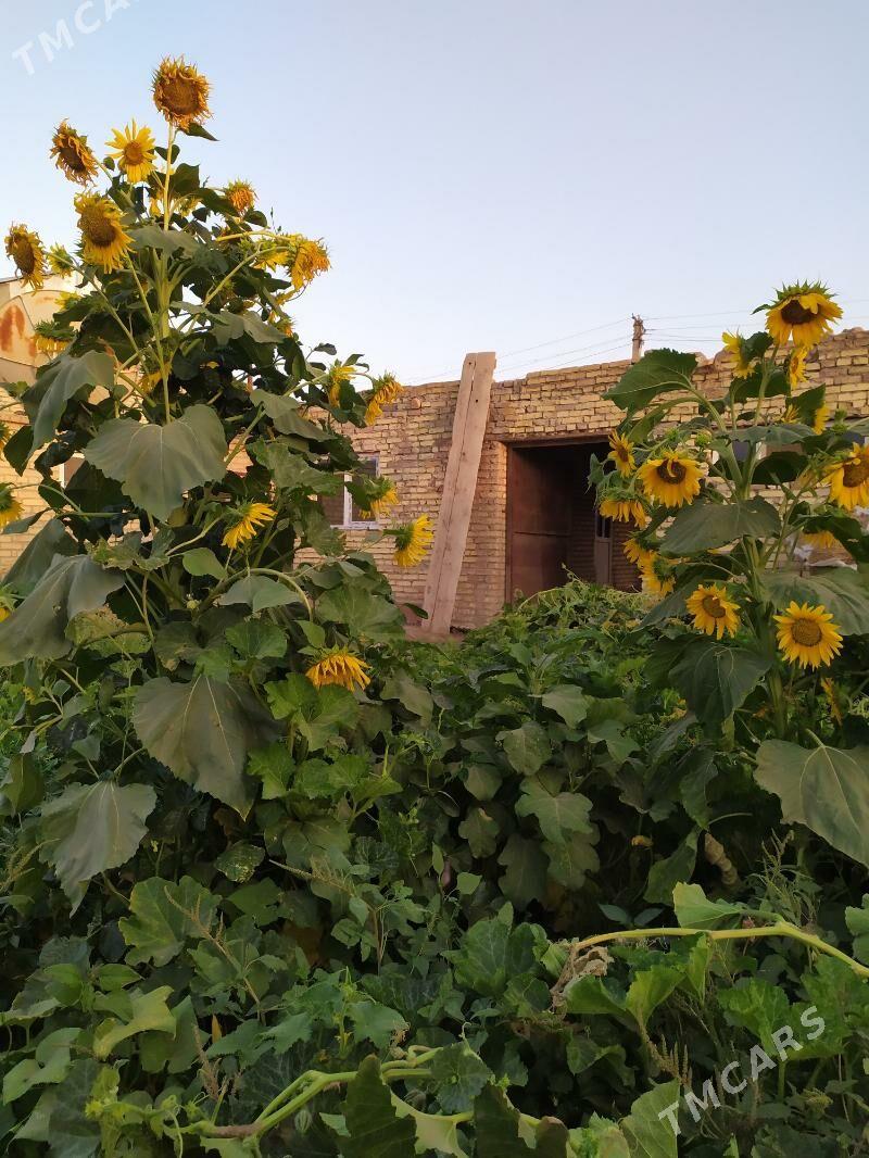 Daca - Сейди - img 2