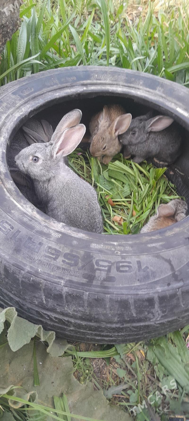 towsan - Aşgabat - img 3