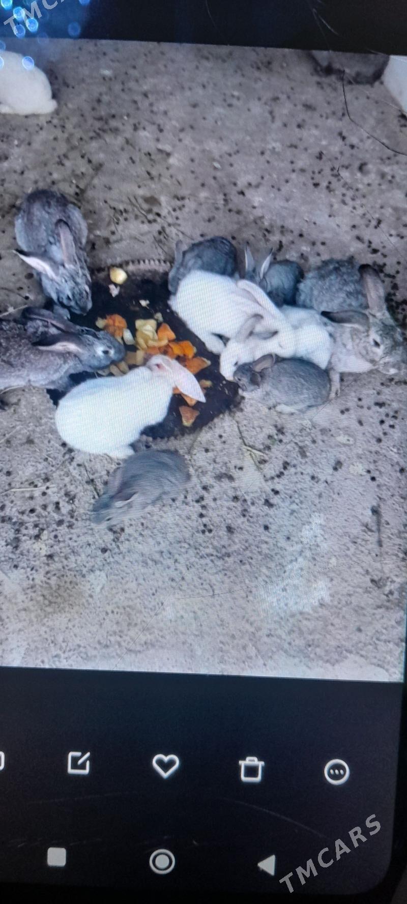 towsan - Aşgabat - img 1