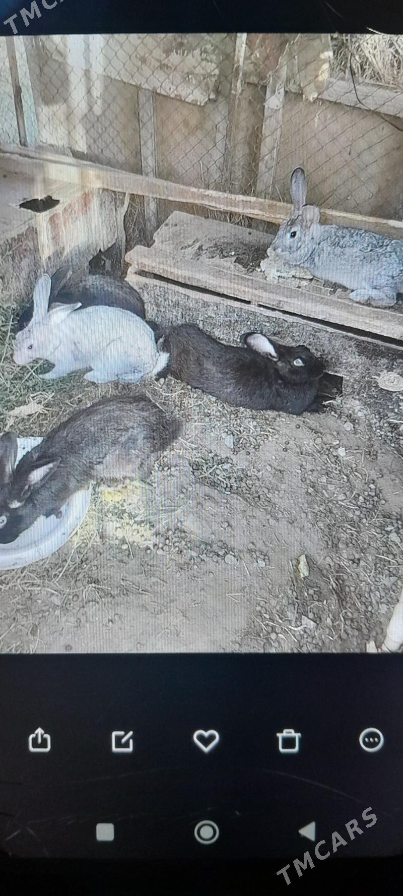 towsan - Aşgabat - img 2