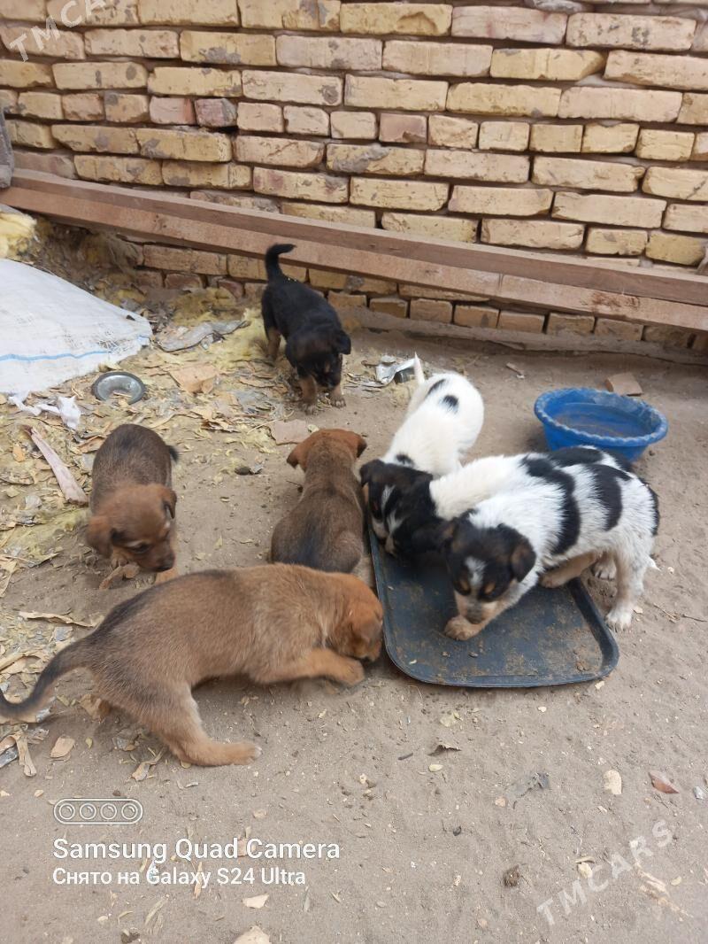 Afçarka - Дашогуз - img 1