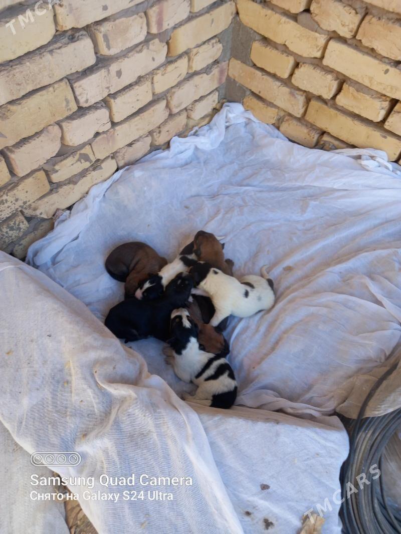 Afçarka - Дашогуз - img 6