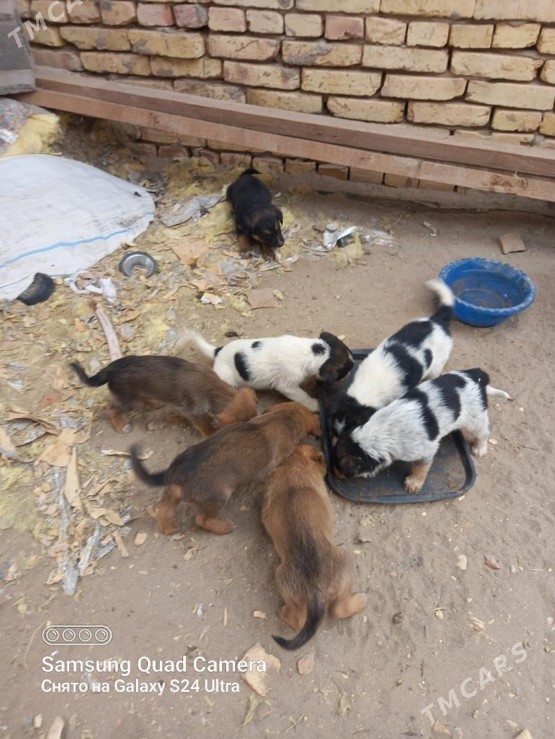 Afçarka - Дашогуз - img 2