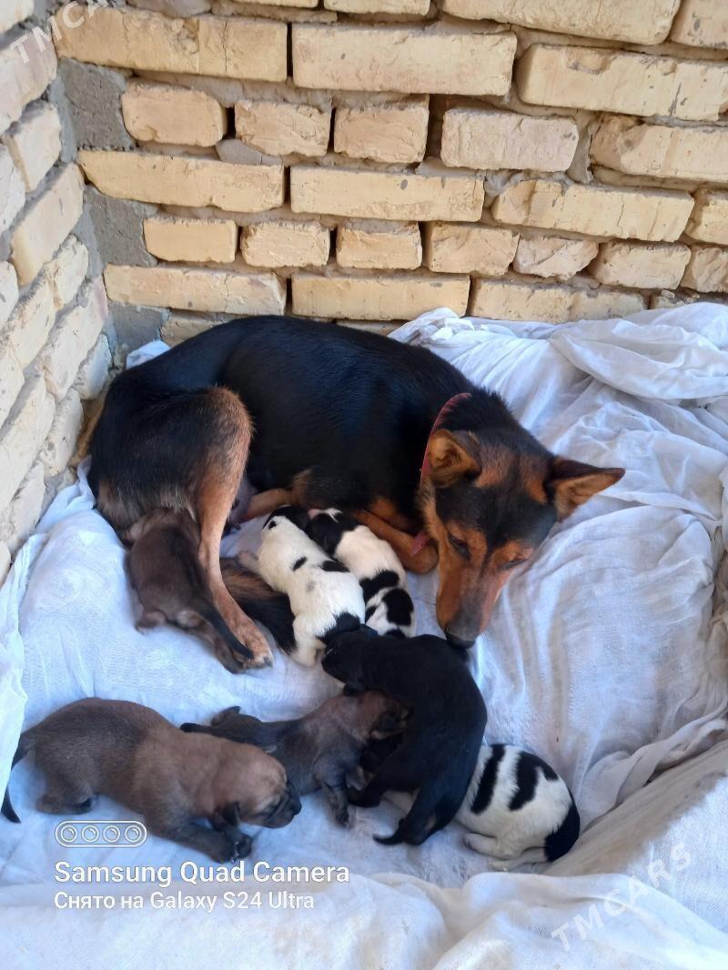 Afçarka - Дашогуз - img 5