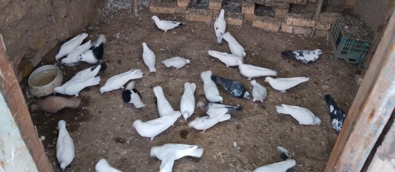 kepderi - Байрамали - img 2