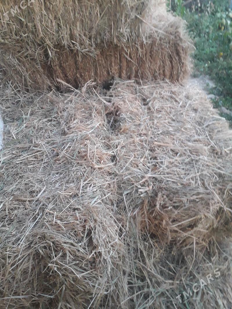 Dary kip - Ýaşlyk - img 3