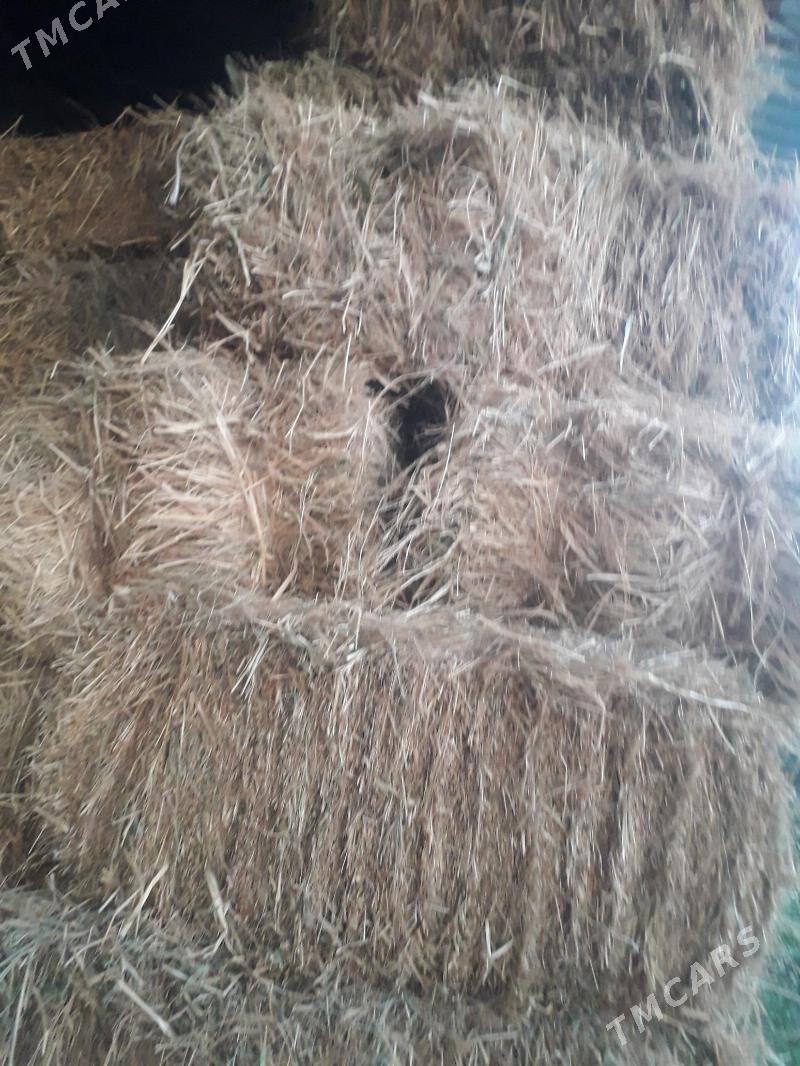 Dary kip - Ýaşlyk - img 2