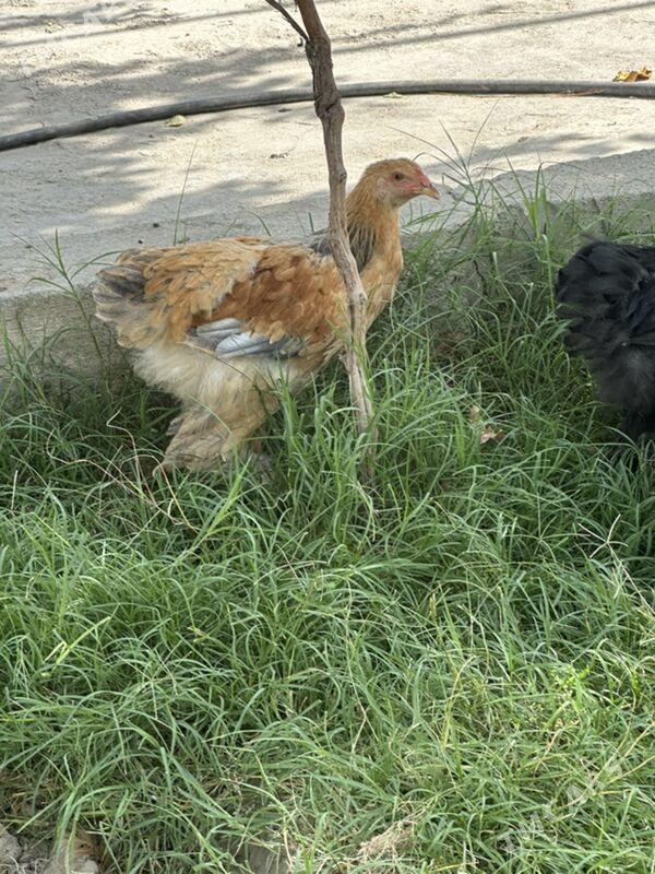 brama - Gökje - img 1