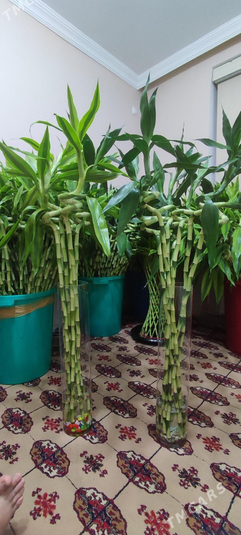 Bambuk korolewskiý Бамбук - Aşgabat - img 2