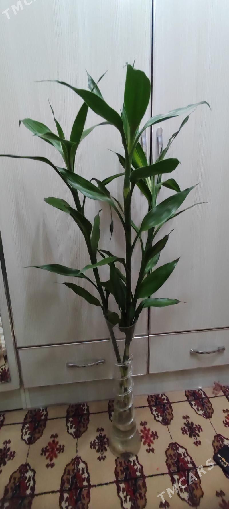 Bambuk korolewskiý Бамбук - Ашхабад - img 1