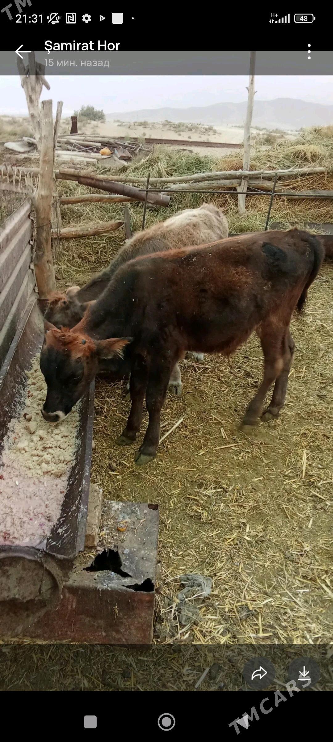 Öküz - Гёкдепе - img 2