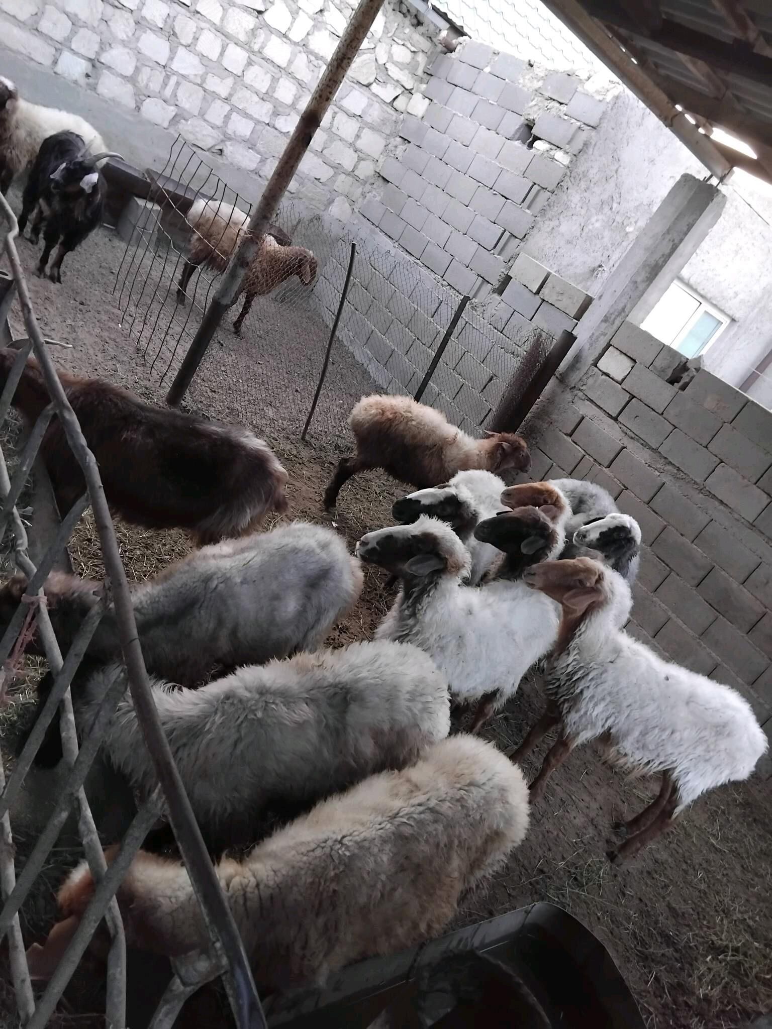 goyun geci - Türkmenbaşy - img 1