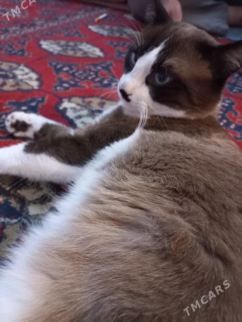 pisik - Бузмеин ГРЭС - img 1