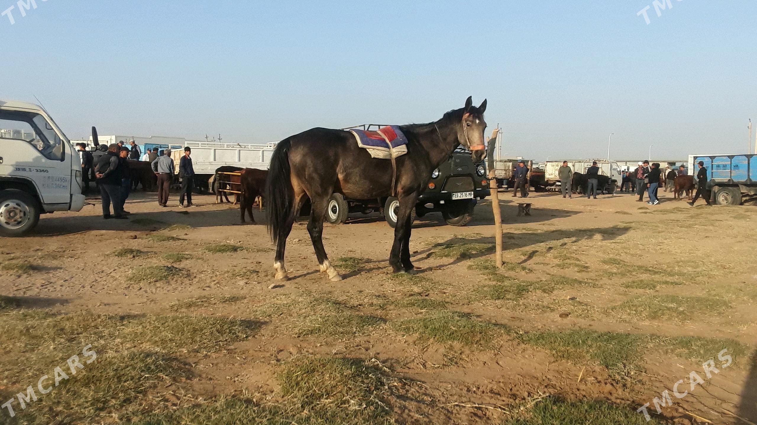 at - Мары - img 1