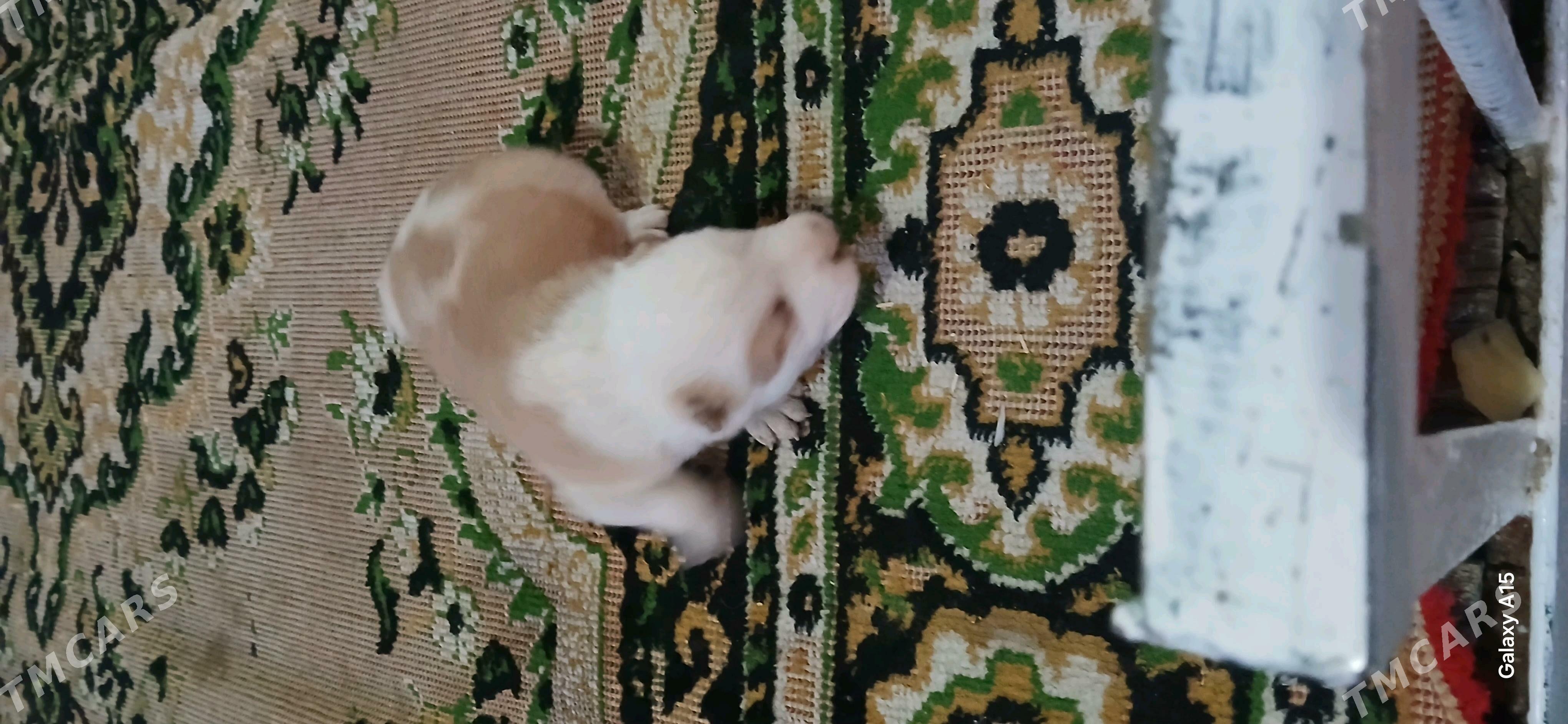 it dok - Gypjak - img 2