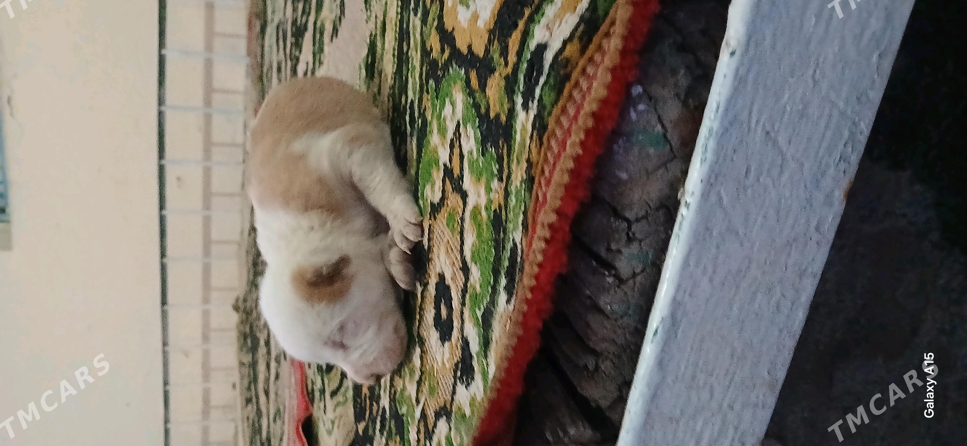 it dok - Gypjak - img 3