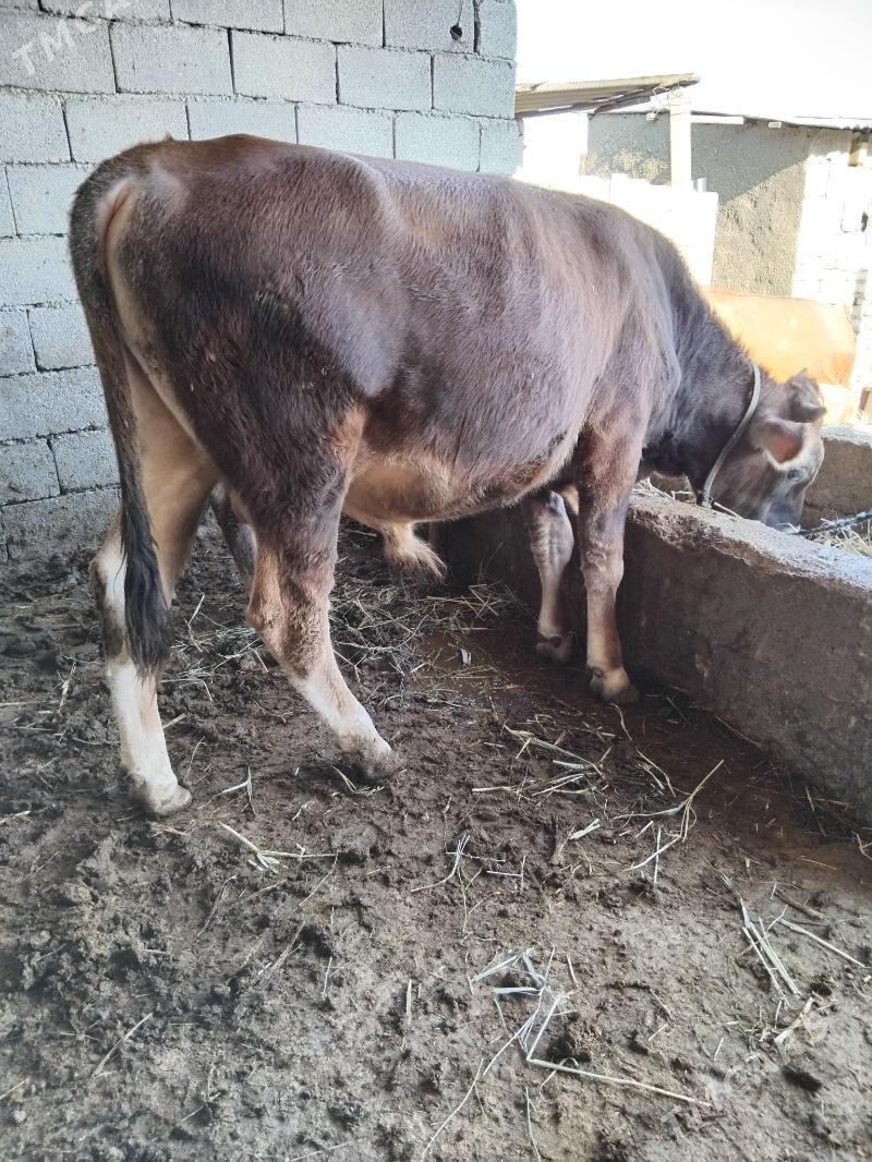 Okuz - Ак-Бугдайский этрап - img 2