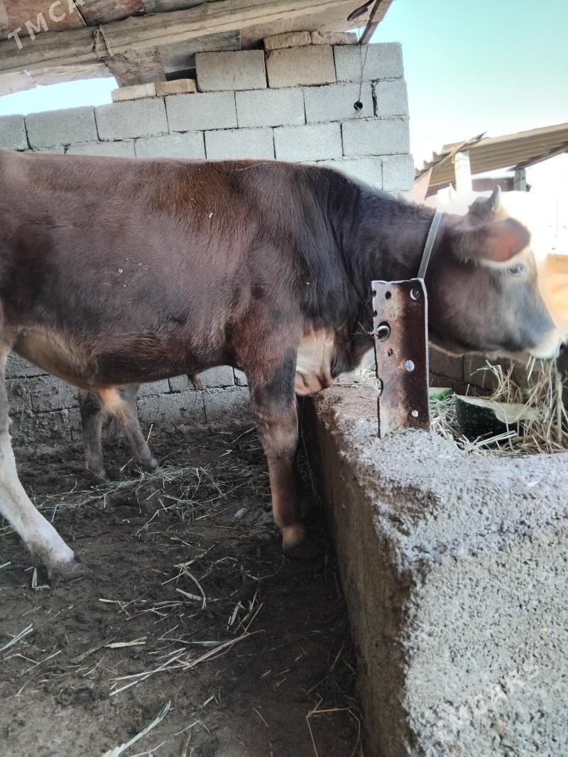 Okuz - Ак-Бугдайский этрап - img 3