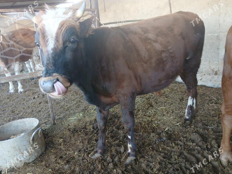 окуз - Балканабат - img 2