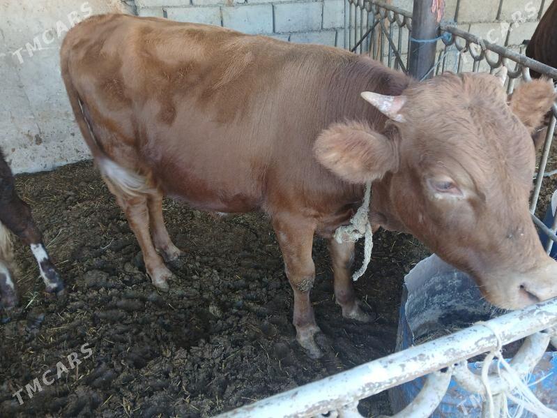 окуз - Балканабат - img 3