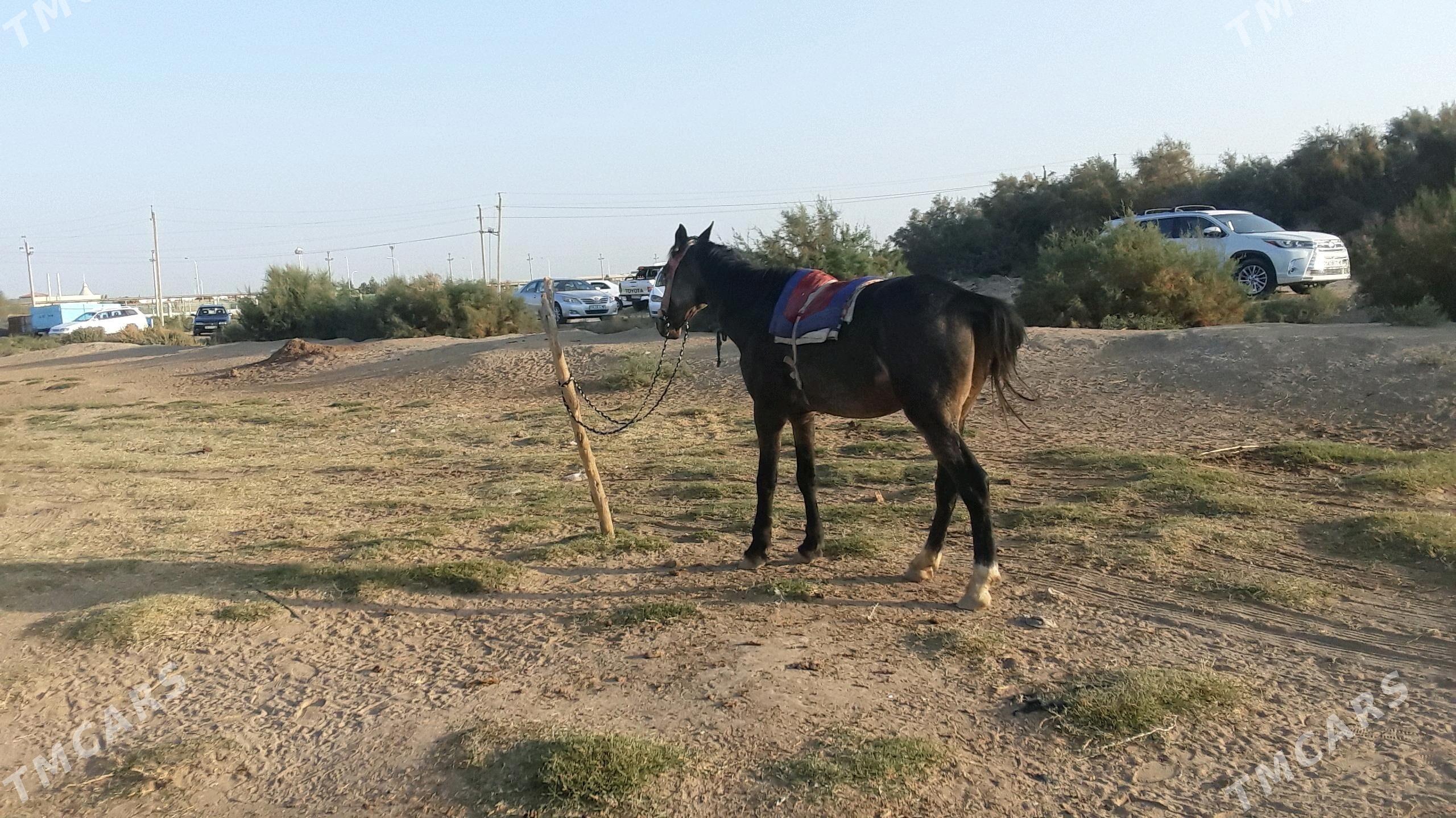 at - Мары - img 2