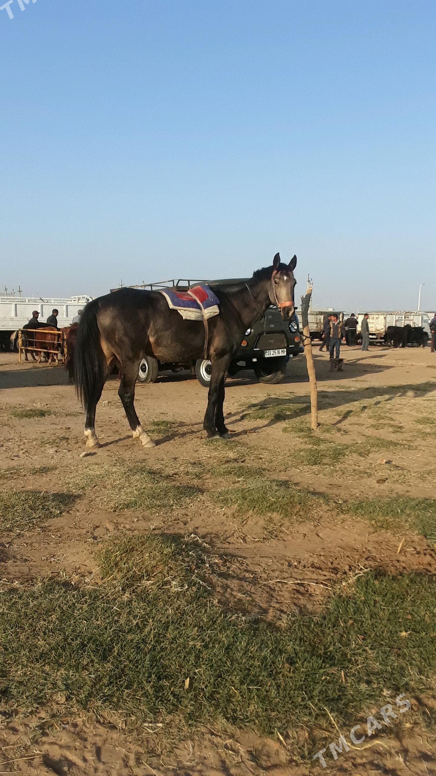 at - Мары - img 4