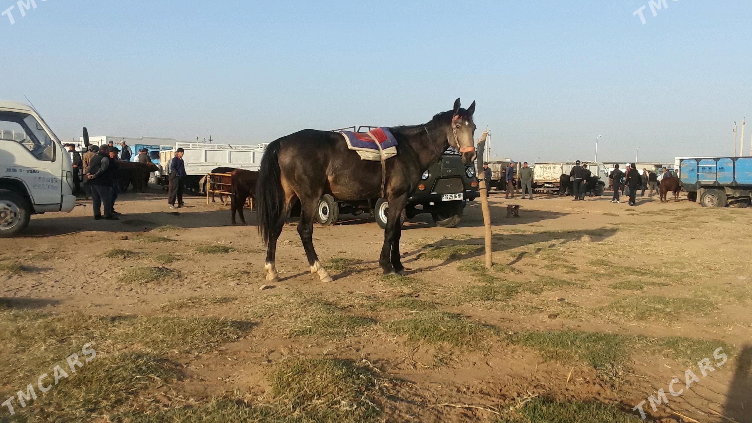 at - Мары - img 5