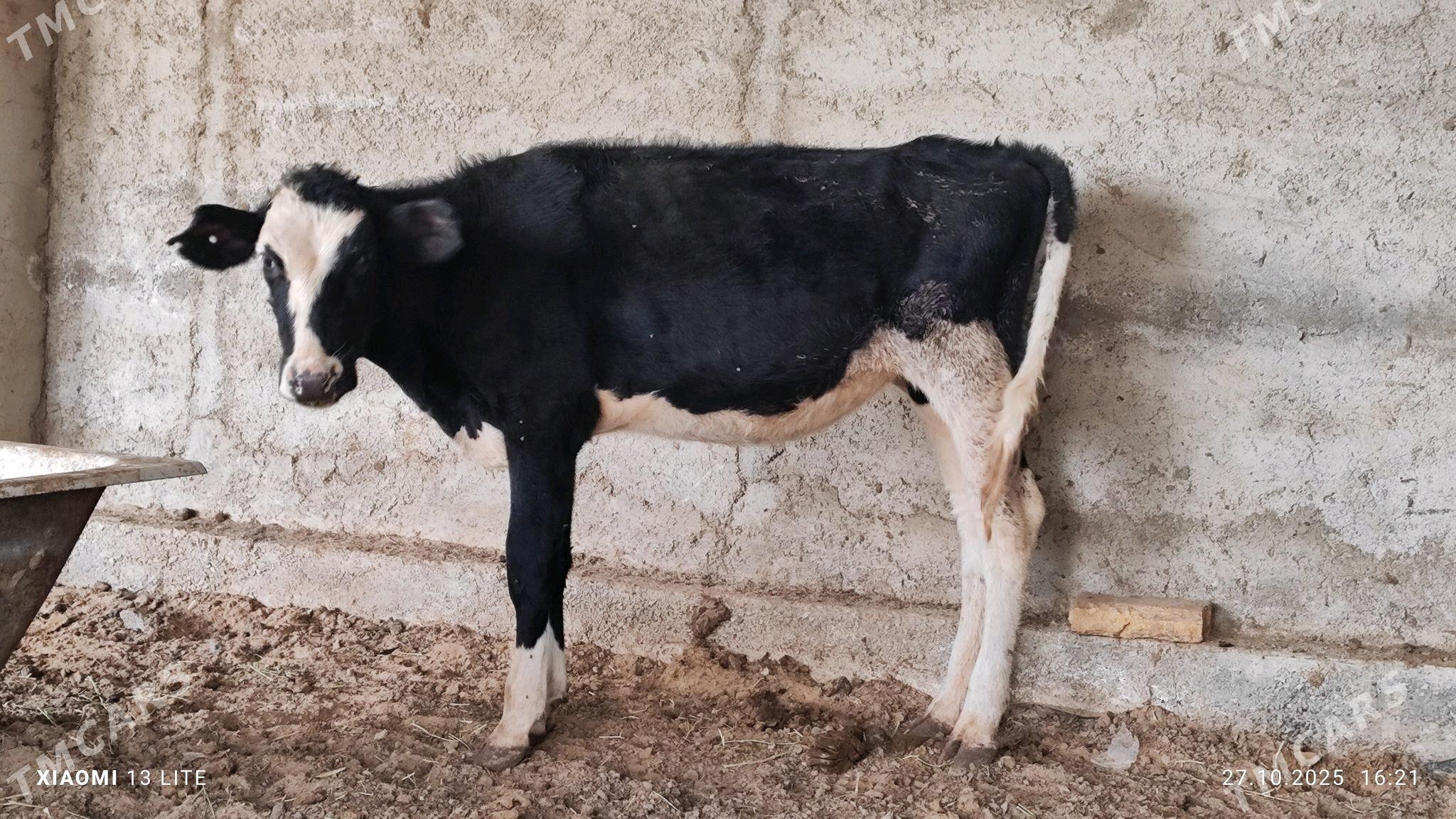 gulajyn göle - Mary - img 1