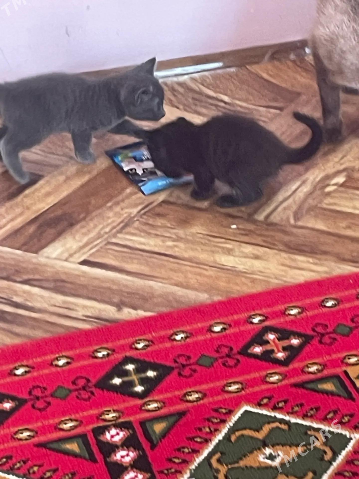 котёнок - Çärjew - img 4