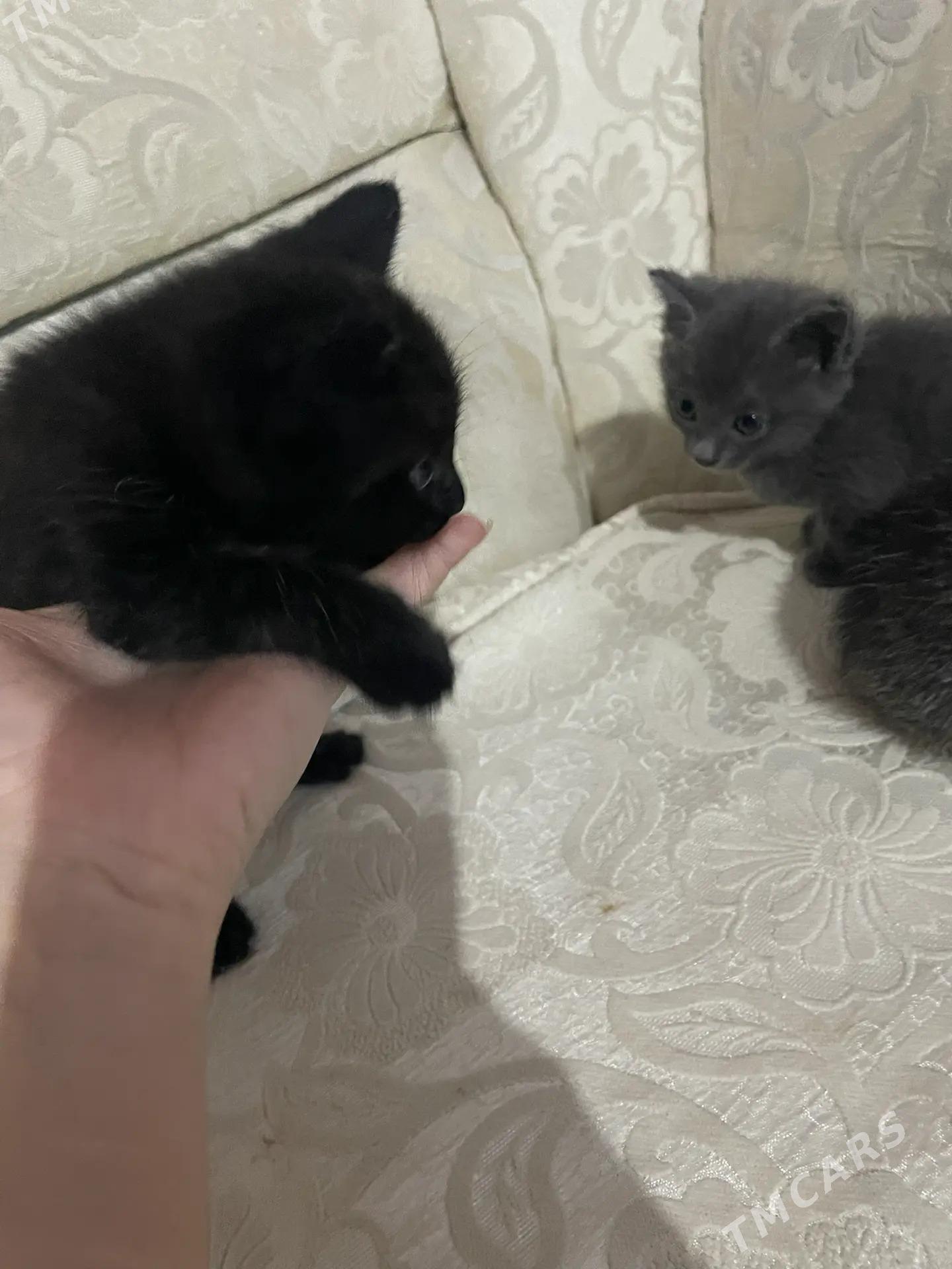 котёнок - Чарджоу - img 1