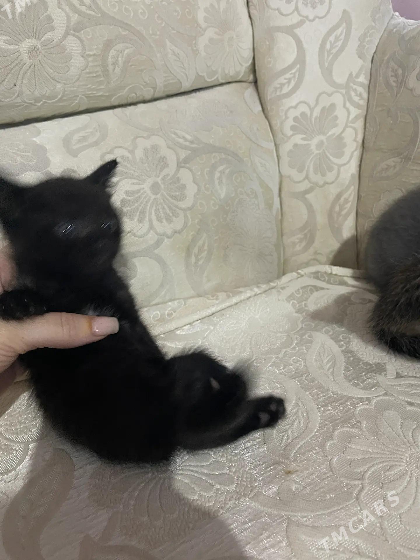 котёнок - Çärjew - img 1