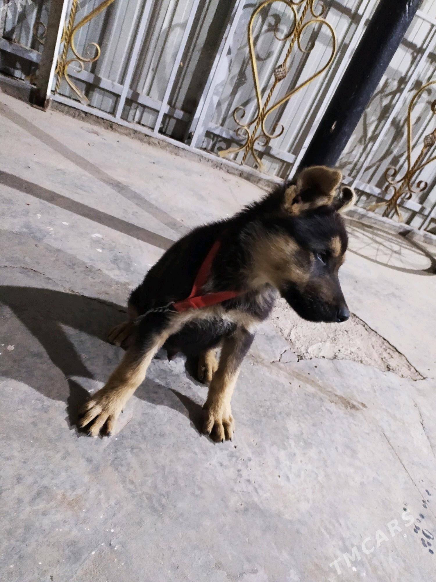 Gyraf - Туркменабат - img 2