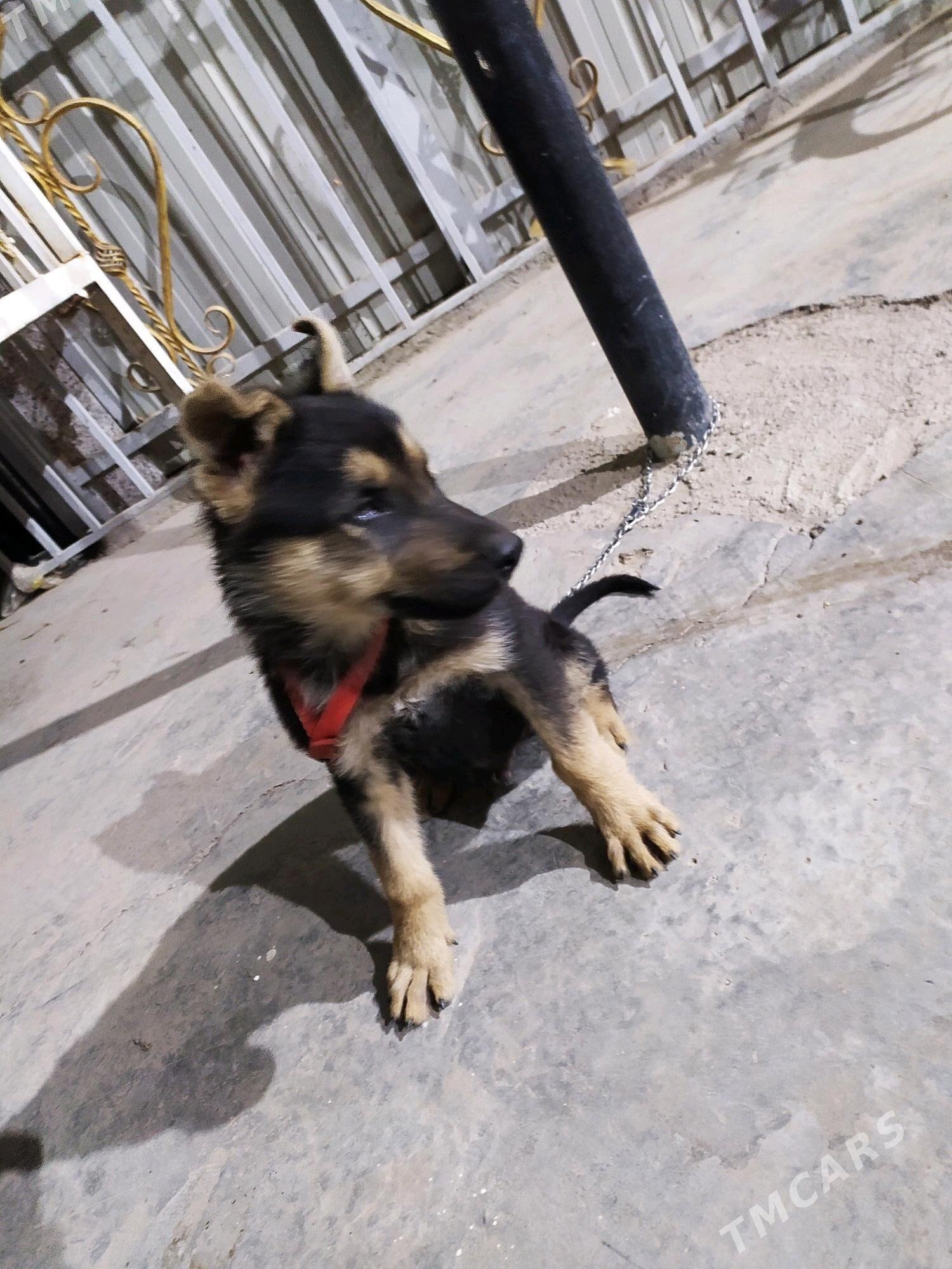 Gyraf - Туркменабат - img 3