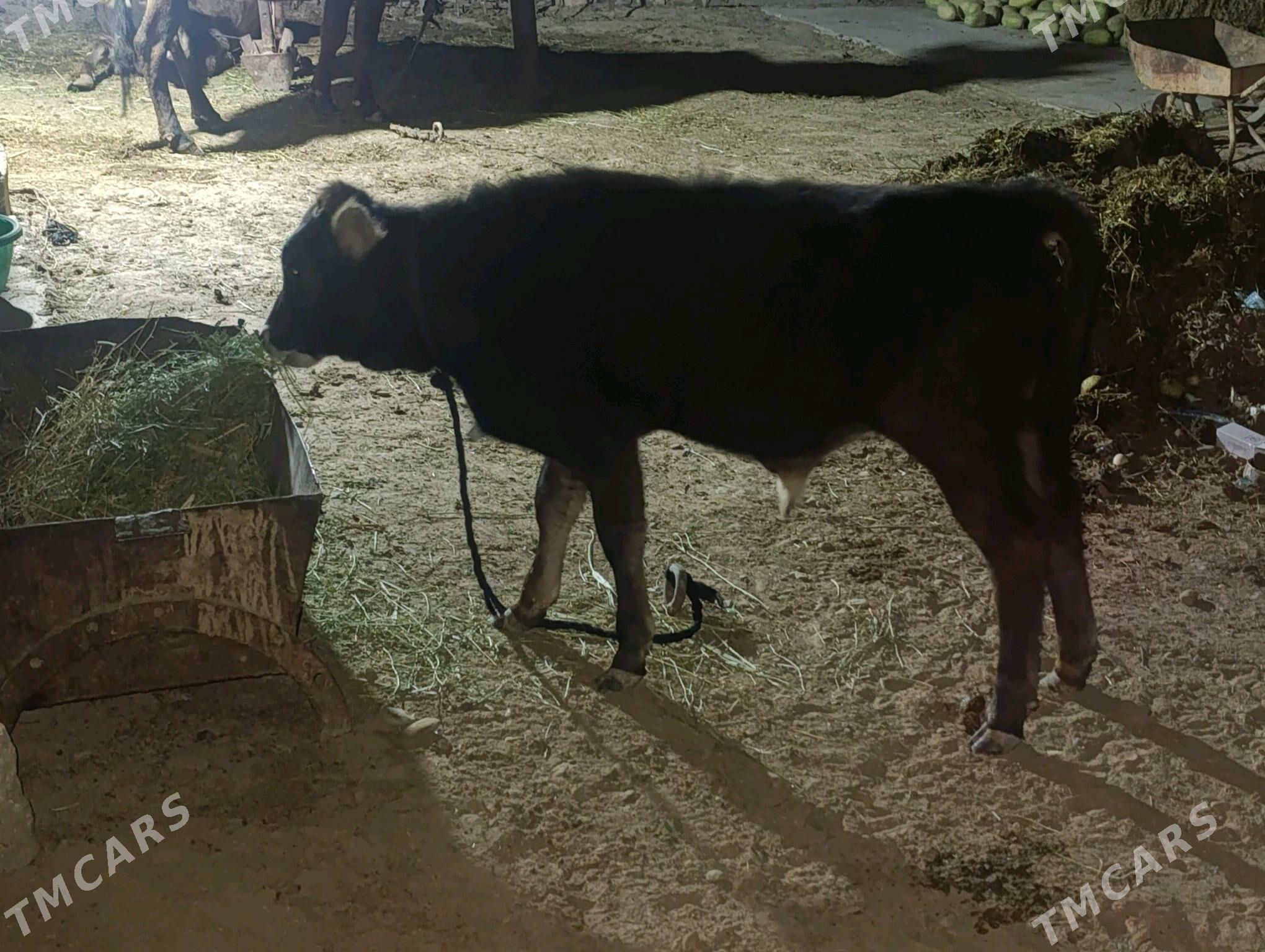 golli. sygyr - Babadaýhan - img 2