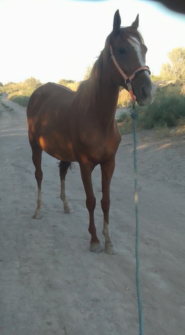 At. - Губадаг - img 3