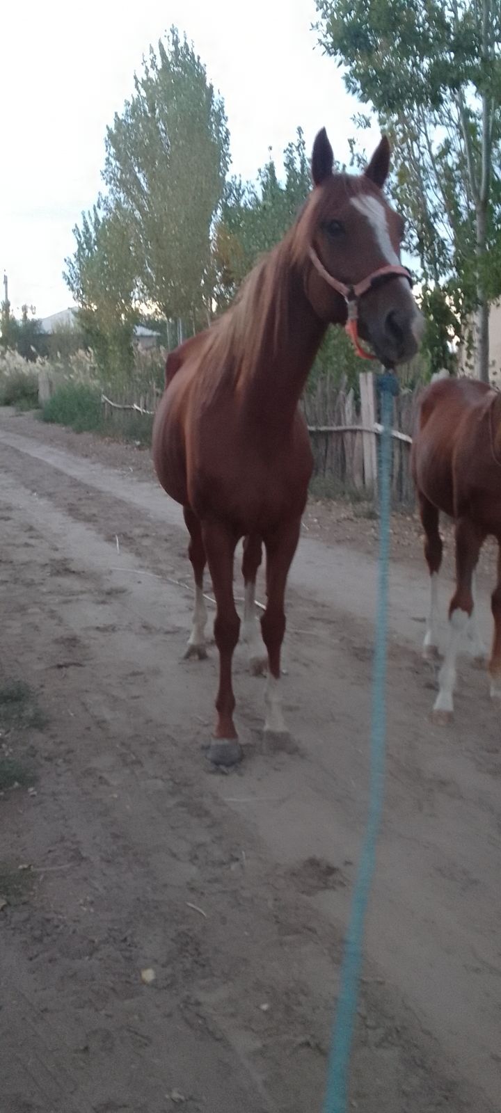 At. - Губадаг - img 2