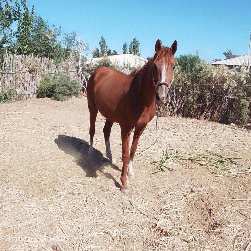 At. - Губадаг - img 1