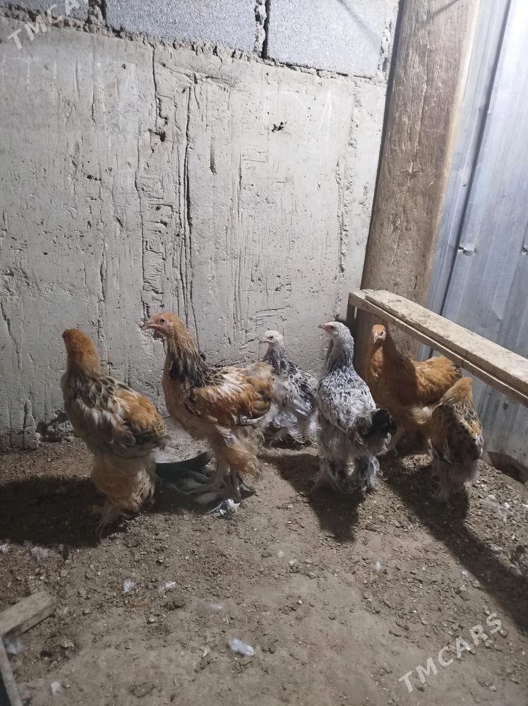 Byrama juje - Гумдаг - img 2