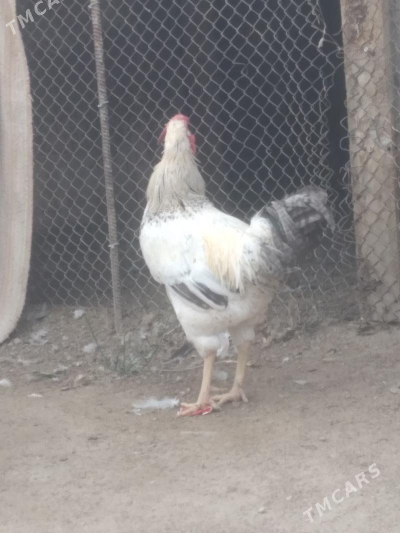 Horaz - Джебел - img 3