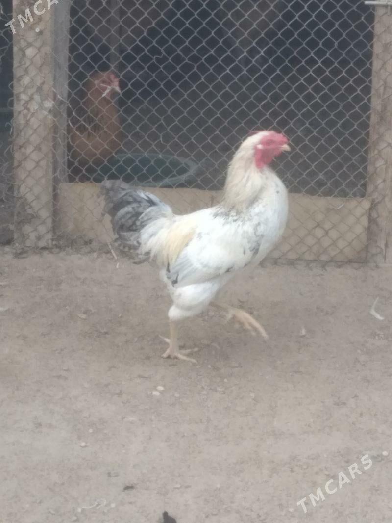 Horaz - Джебел - img 2