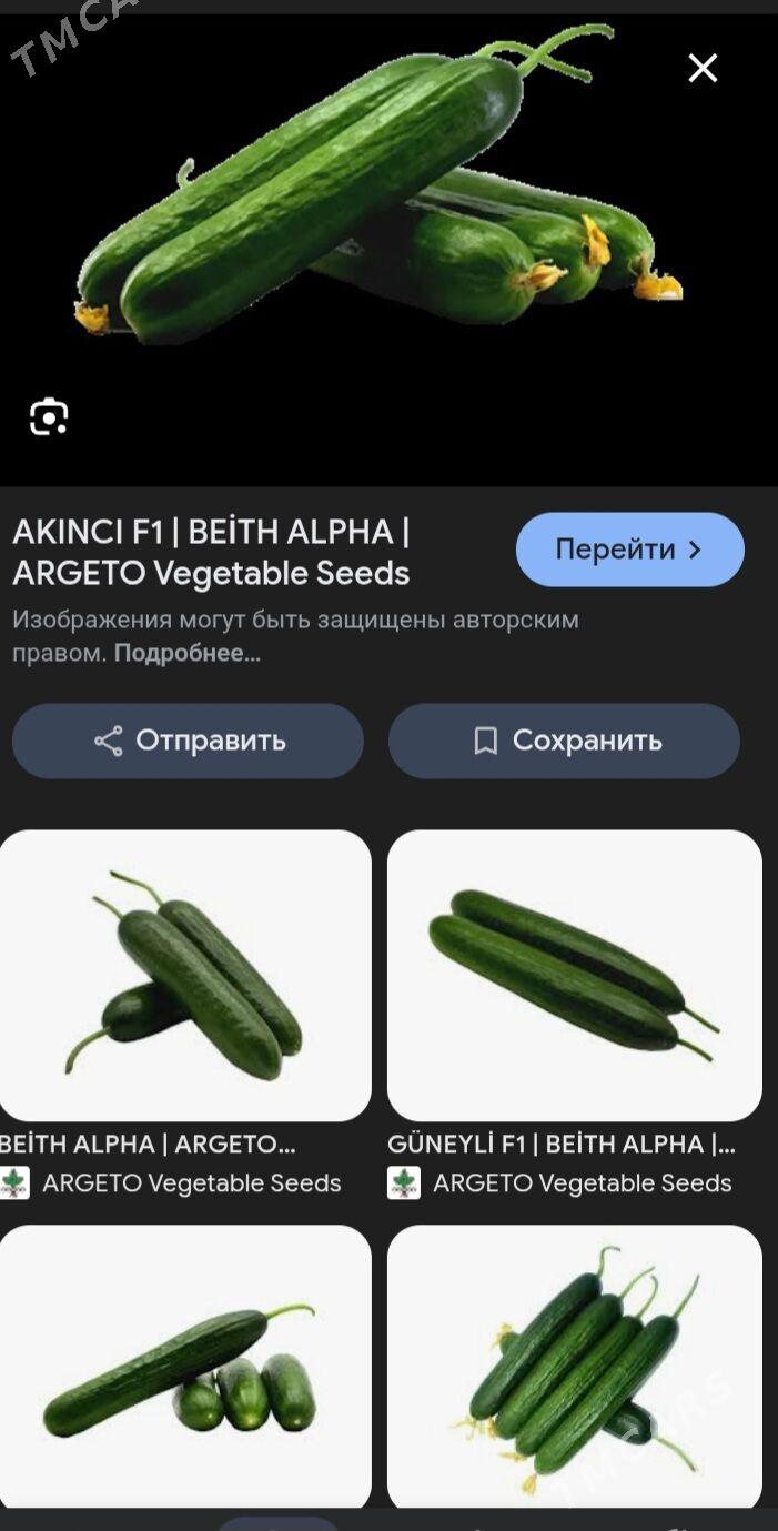 tepliçny hyýar näheli(kubikda) - Daşoguz - img 1